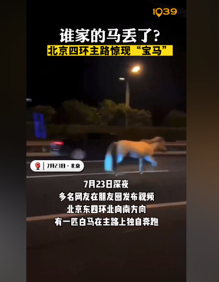 ，北京東四環北向南方向，一匹白馬在主路上獨自奔跑，從這匹白馬的外觀來看，疑似是從馬場等地走失的馬匹。